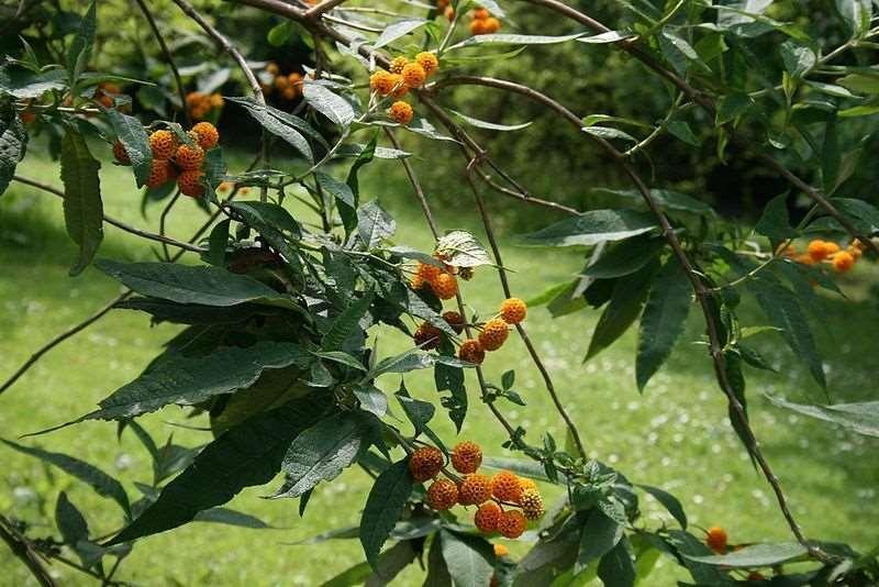 10 Golden Ball Butterfly Bush Seeds - Seed World