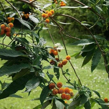 10 Golden Ball Butterfly Bush Seeds - Seed World