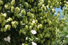 10 Golden Rain Tree Seeds (Koelreuteria Paniculata) Seeds - Seed World