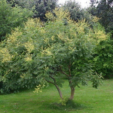 10 Golden Rain Tree Seeds (Koelreuteria Paniculata) Seeds - Seed World
