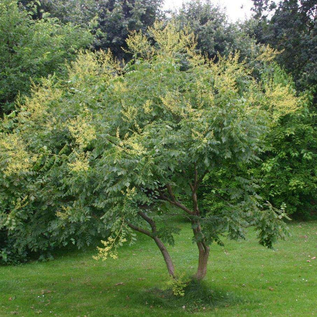 10 Golden Rain Tree Seeds (Koelreuteria Paniculata) Seeds - Seed World