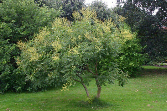 10 Golden Rain Tree Seeds (Koelreuteria Paniculata) Seeds - Seed World