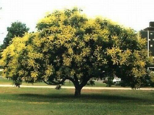 10 Golden Rain Tree Seeds (Koelreuteria Paniculata) Seeds - Seed World