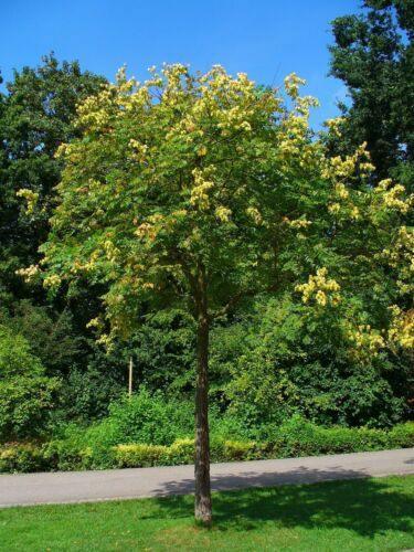 10 Golden Rain Tree Seeds (Koelreuteria Paniculata) Seeds - Seed World