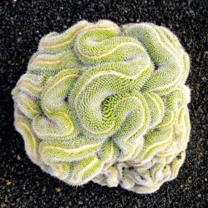 10 Green Brain Cactus Seeds - Seed World