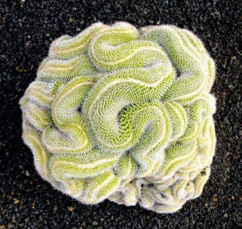 10 Green Brain Cactus Seeds - Seed World