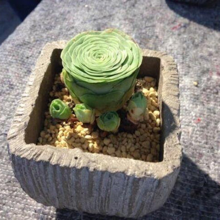 10 Greenovia Diplocycla - Succulent Mountain Rose Seeds - Seed World