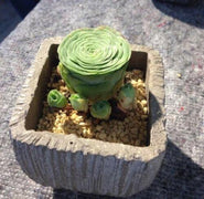 10 Greenovia Diplocycla - Succulent Mountain Rose Seeds - Seed World