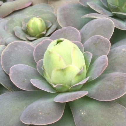 10 Greenovia Diplocycla - Succulent Mountain Rose Seeds - Seed World
