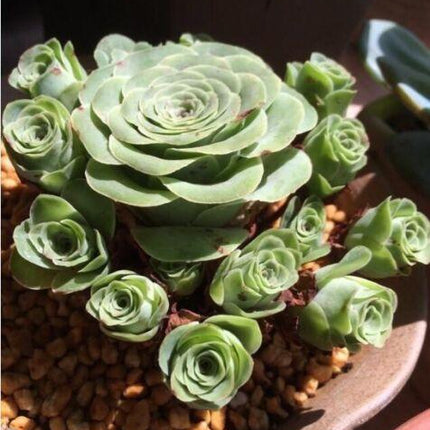 10 Greenovia Diplocycla - Succulent Mountain Rose Seeds - Seed World