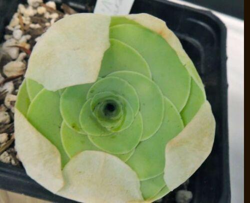 10 Greenovia Diplocycla - Succulent Mountain Rose Seeds - Seed World