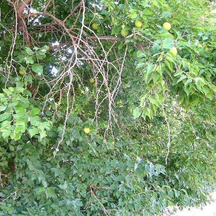10 Hedge Apple Seeds - Seed World