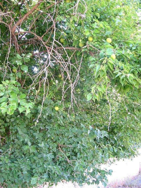 10 Hedge Apple Seeds - Seed World