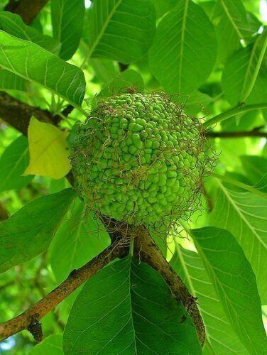 10 Hedge Apple Seeds - Seed World