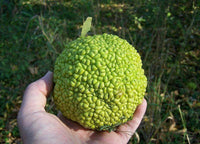 10 Hedge Apple Seeds - Seed World