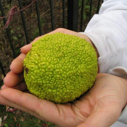 10 Hedge Apple Seeds - Seed World