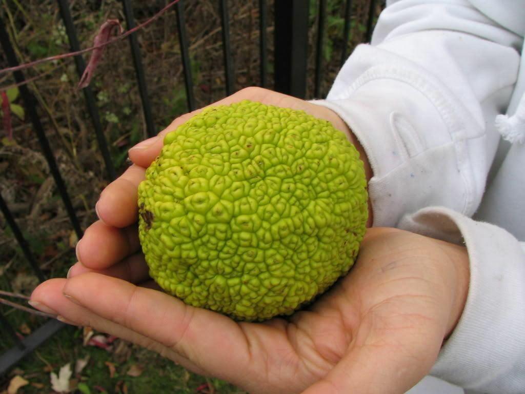 10 Hedge Apple Seeds - Seed World