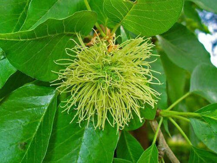 10 Hedge Apple Seeds - Seed World