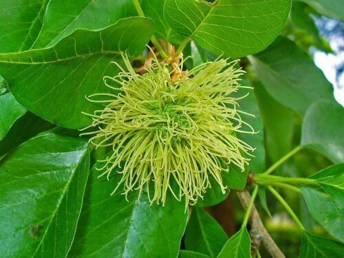 10 Hedge Apple Seeds - Seed World
