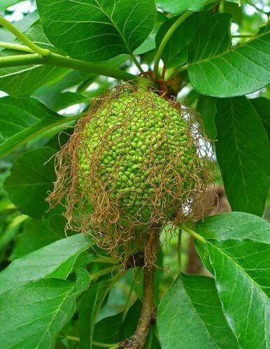 10 Hedge Apple Seeds - Seed World