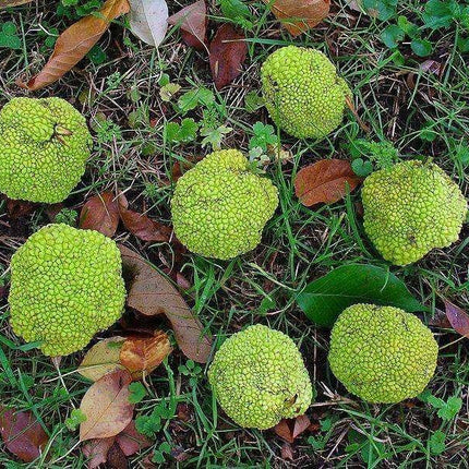 10 Hedge Apple Seeds - Seed World