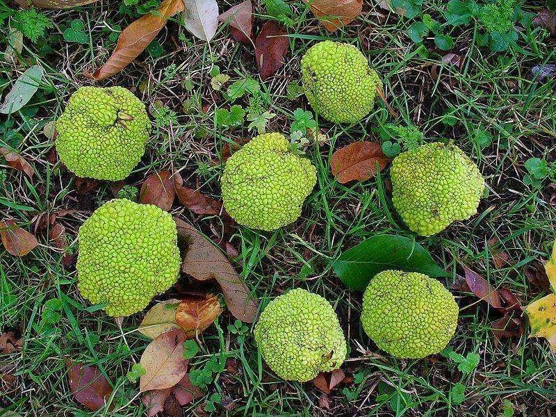 10 Hedge Apple Seeds - Seed World