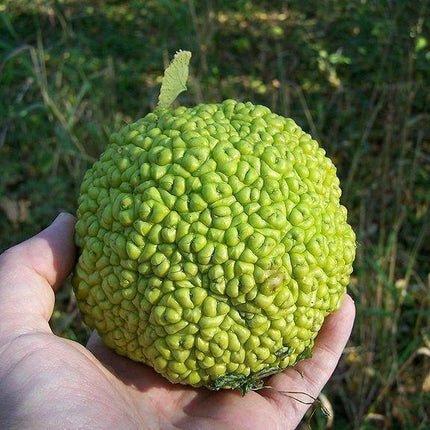 10 Hedge Apple Seeds - Seed World
