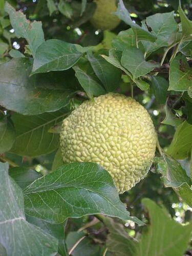 10 Hedge Apple Seeds - Seed World
