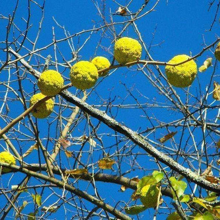 10 Hedge Apple Seeds - Seed World
