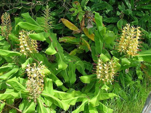 10 Hedychium Gardnerianum - Kahili Ginger Seeds - Seed World