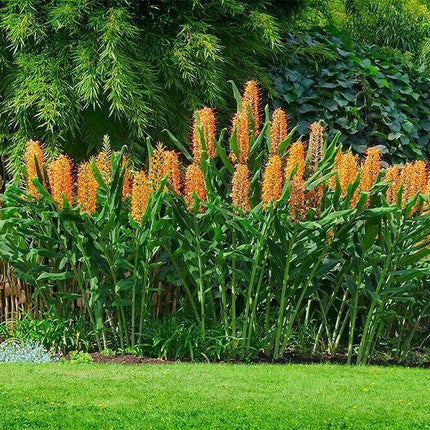 10 Hedychium Gardnerianum - Kahili Ginger Seeds - Seed World