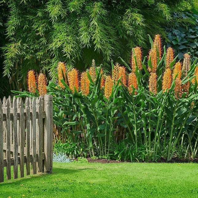 Kahili Ginger (Hedychium gardnerianum) with tall golden flower spikes, perfect for tropical gardens, borders, and exotic landscapes. Seed World