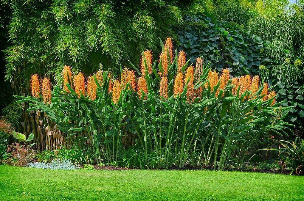 10 Hedychium Gardnerianum - Kahili Ginger Seeds - Seed World