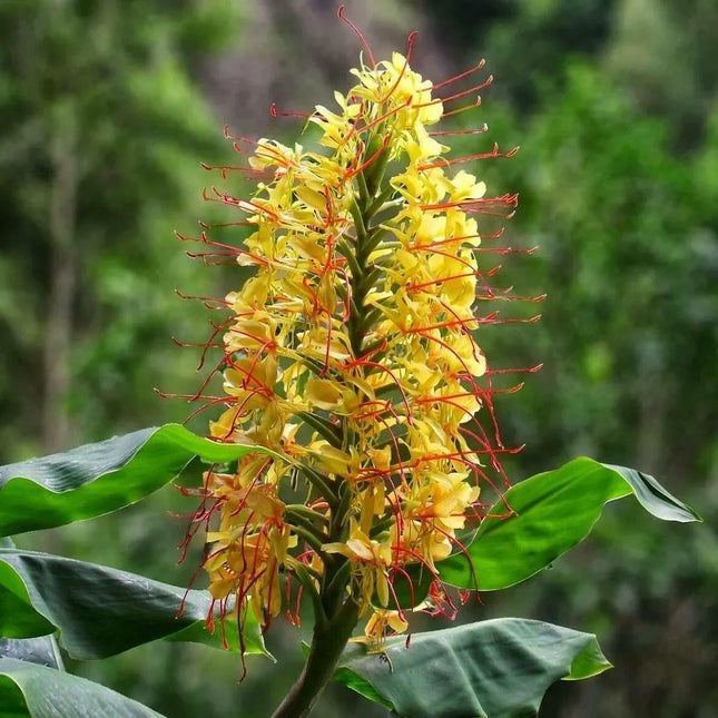 10 Hedychium Gardnerianum - Kahili Ginger Seeds - Seed World