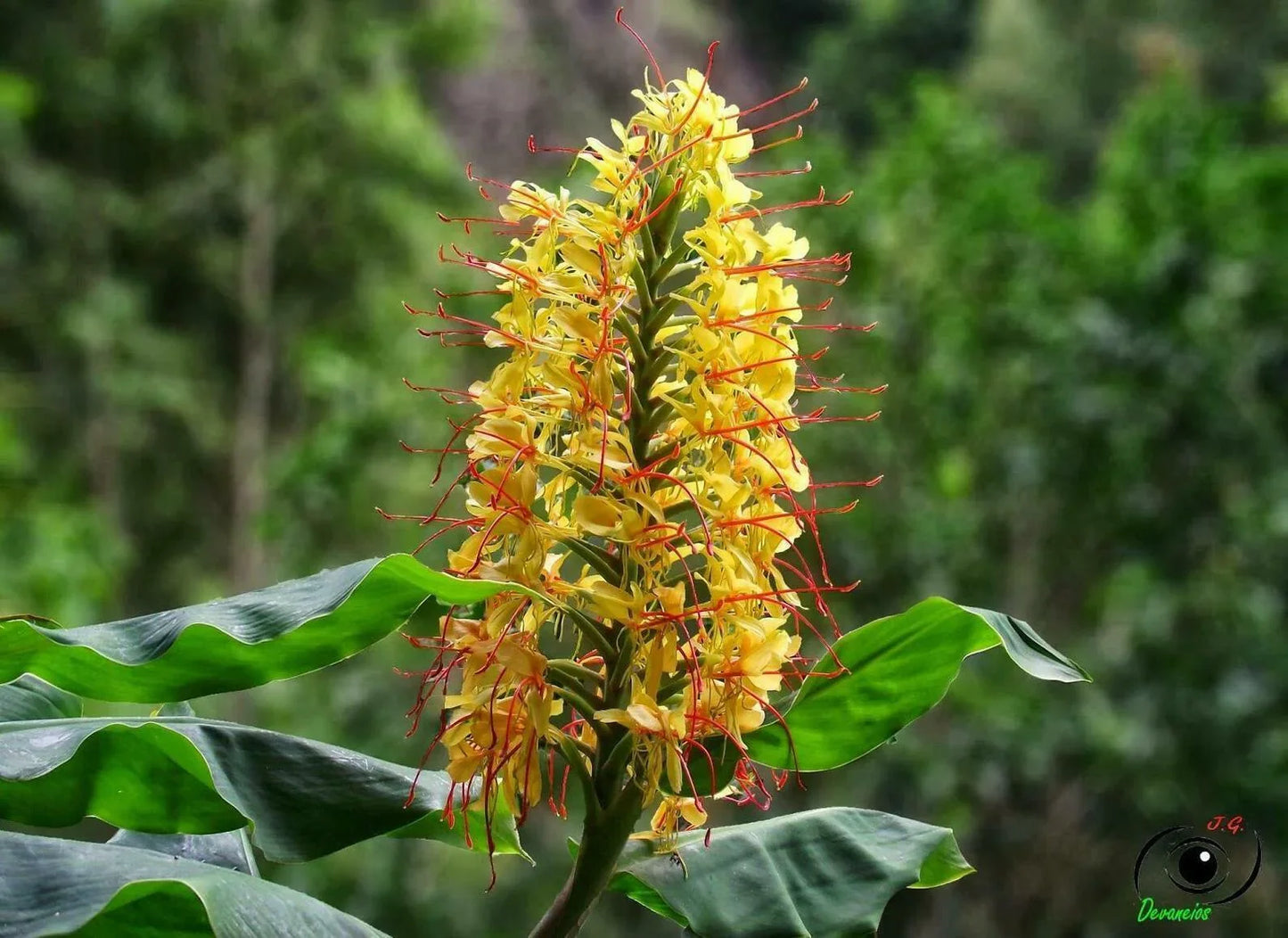 10 Hedychium Gardnerianum - Kahili Ginger Seeds - Seed World