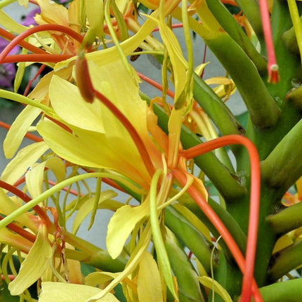 10 Hedychium Gardnerianum - Kahili Ginger Seeds - Seed World