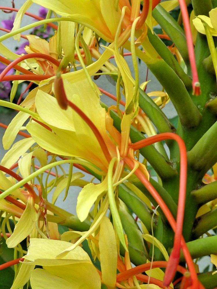 10 Hedychium Gardnerianum - Kahili Ginger Seeds - Seed World