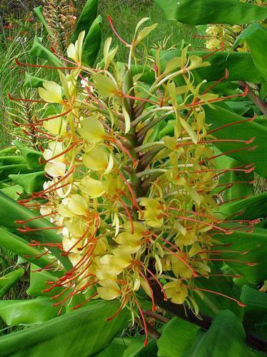 10 Hedychium Gardnerianum - Kahili Ginger Seeds - Seed World