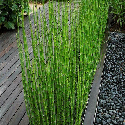 10 Horsetail Equisetum Hyemale - Live Plants - Seed World