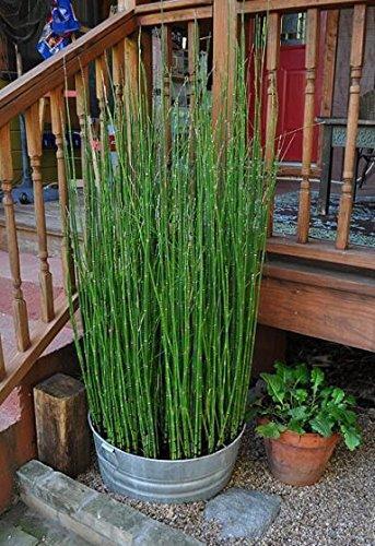 Exotic Garden Plant Seeds 100pcs Horsetail Plant Seeds - Equisetum Arvense  (Japanese Horsetail) For Garden Pots Hardy Perennial Herb Seeds