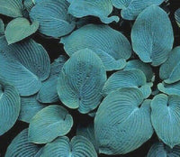 10 Hosta Elegans Shade Flower Seeds - Seed World