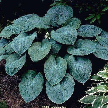 10 Hosta Elegans Shade Flower Seeds - Seed World