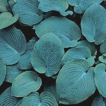 10 Hosta Elegans Shade Flower Seeds - Seed World