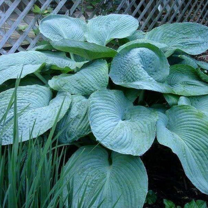 10 Hosta Elegans Shade Flower Seeds - Seed World