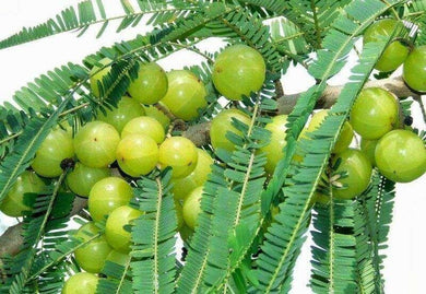 10 Indian Gooseberry Seeds - Seed World