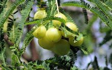 10 Indian Gooseberry Seeds - Seed World