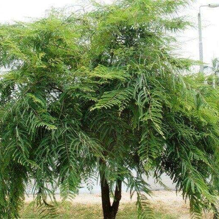 10 Indian Gooseberry Seeds - Seed World