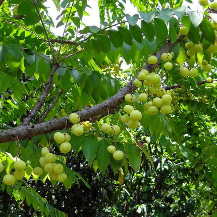 10 Indian Gooseberry Seeds - Seed World