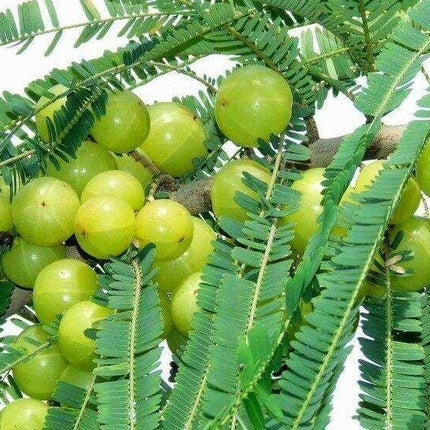 10 Indian Gooseberry Seeds - Seed World