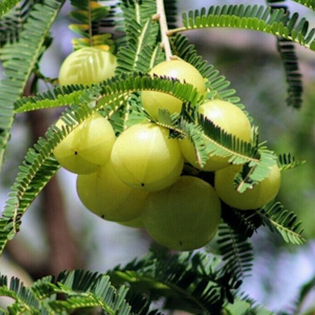 10 Indian Gooseberry Seeds - Seed World